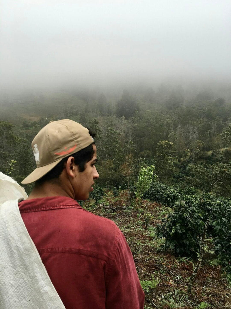 Coffee Tourism: Discovering the Best Coffee Destinations - AmenClub