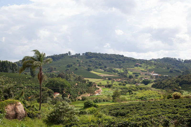 Java Journeys: Understanding Coffee Cultivation Regions - FYMA