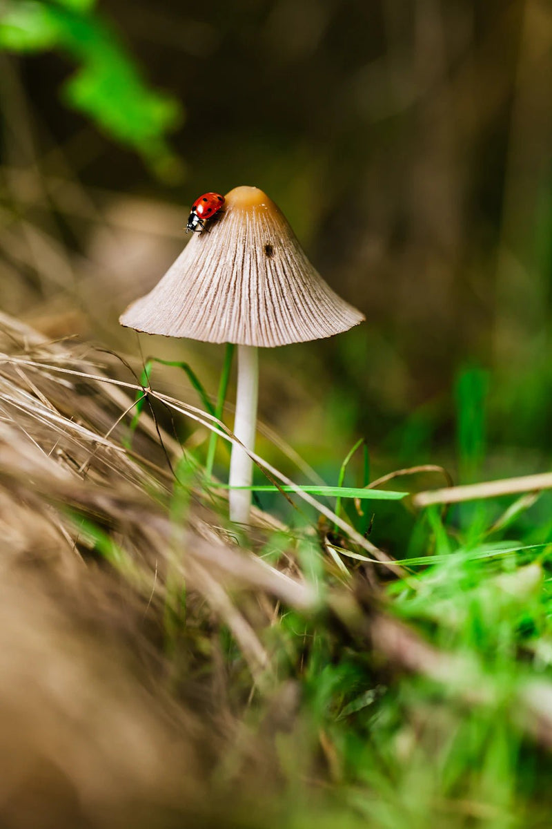 Perfect Pairings: Foods That Go with Mushroom Coffee - FYMA