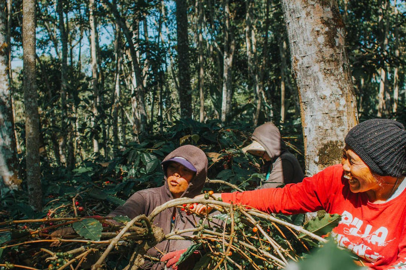 The Environmental Impact of Coffee Production: Brewing a Sustainable Future - FYMA