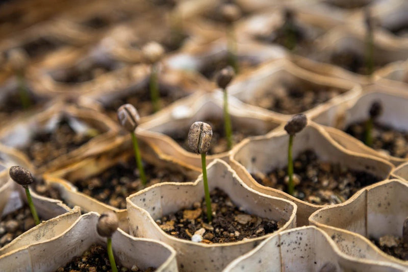 The Surprising Impact of Coffee on Global Agriculture - AmenClub