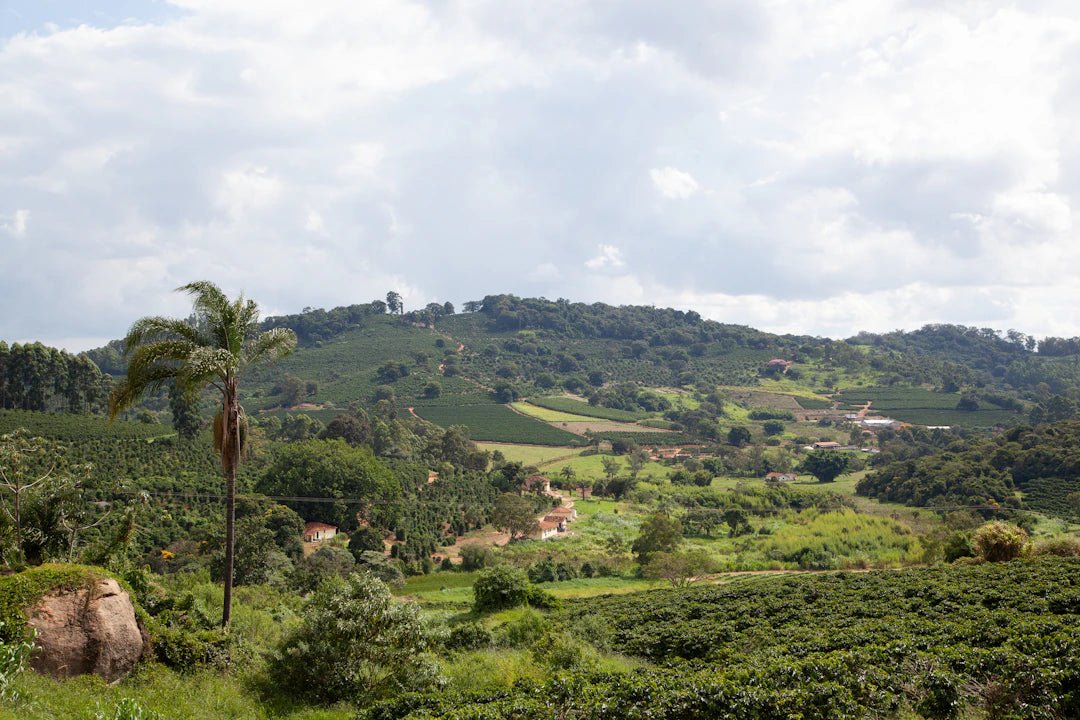 Java Journeys: Understanding Coffee Cultivation Regions - FYMA