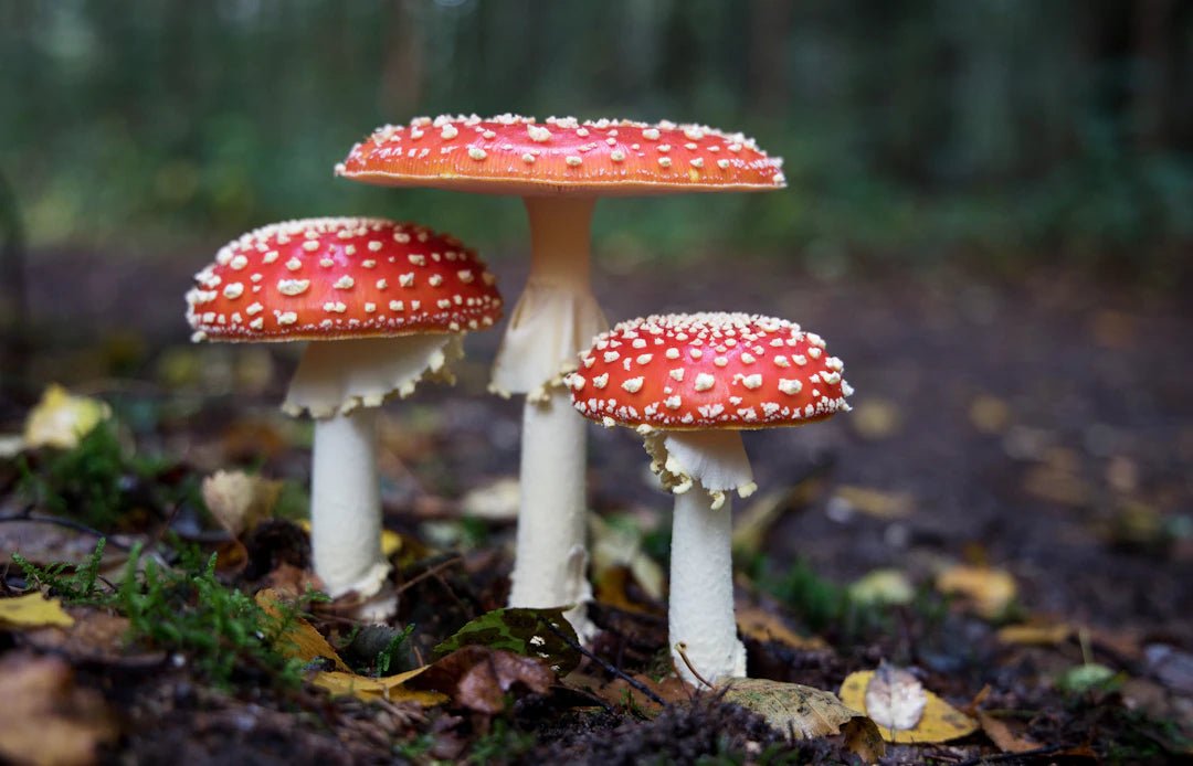 Keeping Your Mushroom Coffee Fresh: Essential Tips! - FYMA