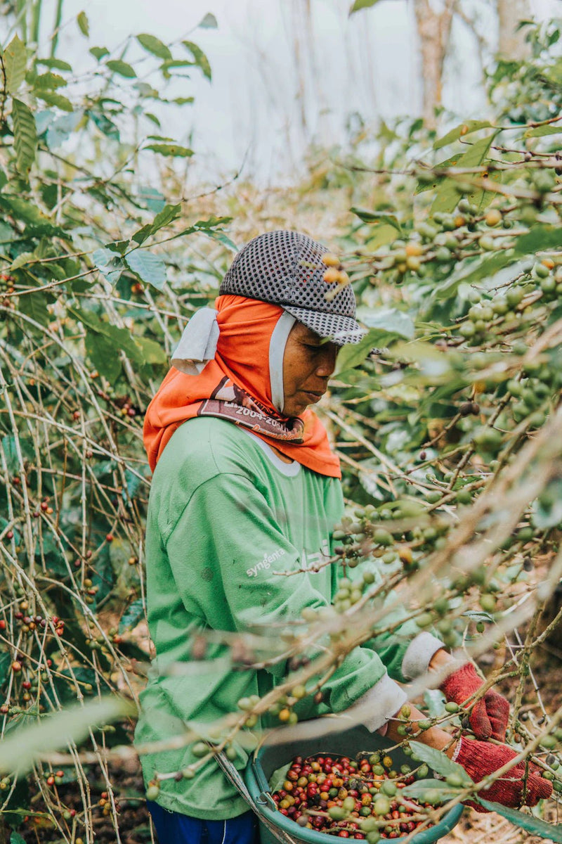 The Environmental Impact of Coffee Production: Brewing Change for a Greener Future - FYMA