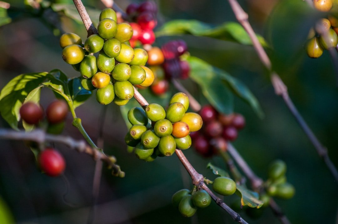 The Essential Brew: Why Freshness in Coffee Matters - FYMA