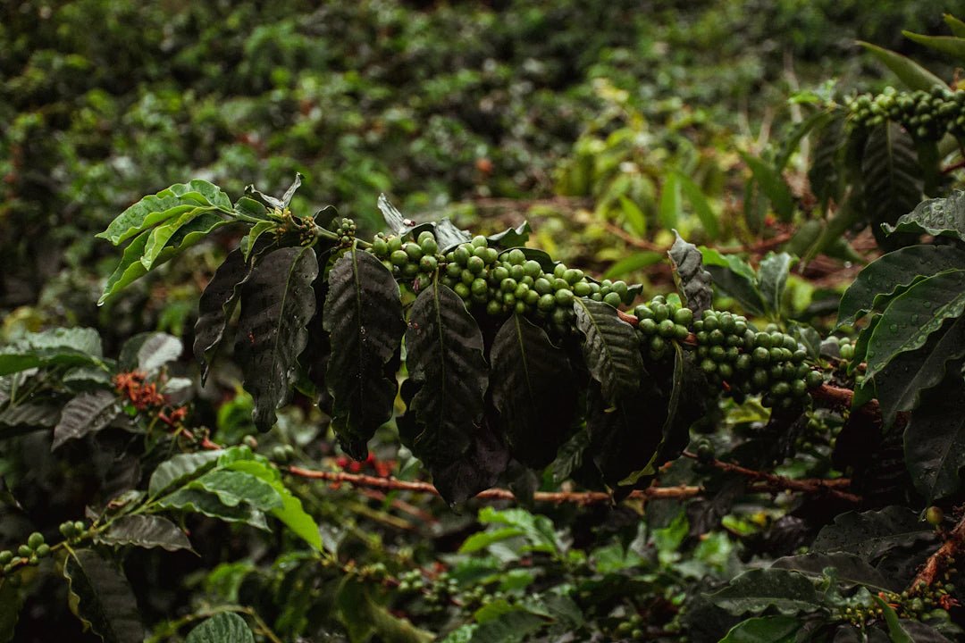 The Green Bean: Uncovering the Environmental Impact of Coffee Production - AmenClub