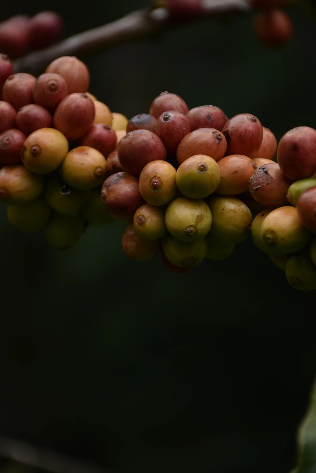 The Journey of Coffee: How It's Grown and Harvested - AmenClub