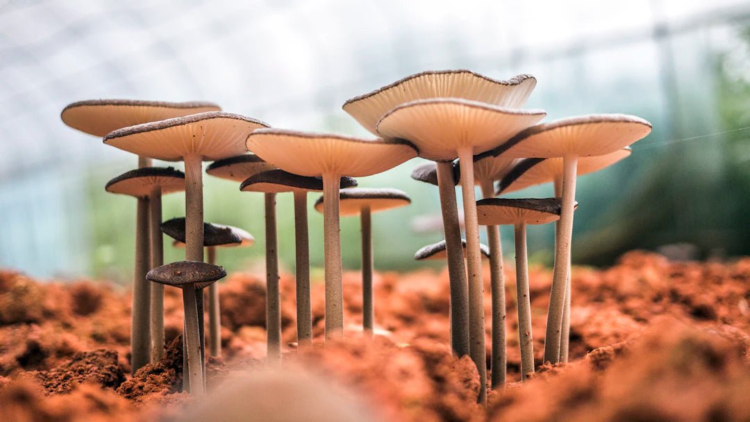 The Magic of Mushrooms: Types in Mushroom Coffee - AmenClub