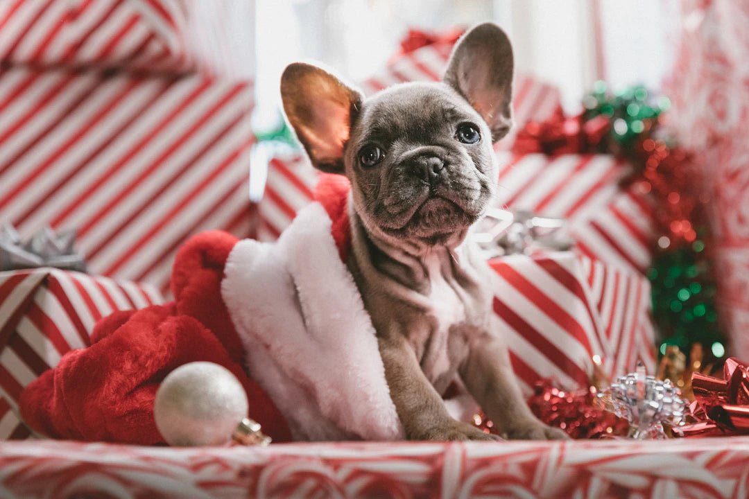 Unique Gifts for Pet Lovers They’ll Absolutely Adore - FYMA