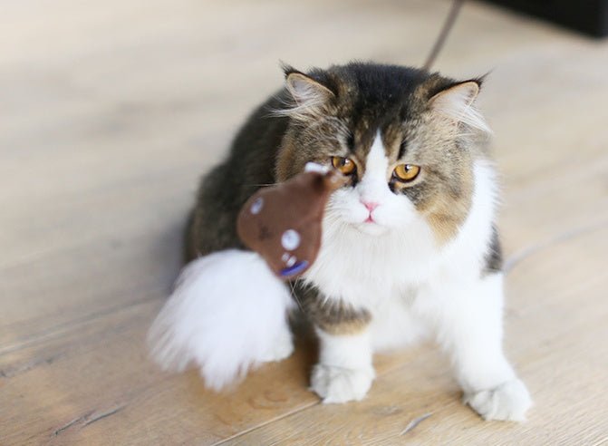 Cat Toy - Shopuz