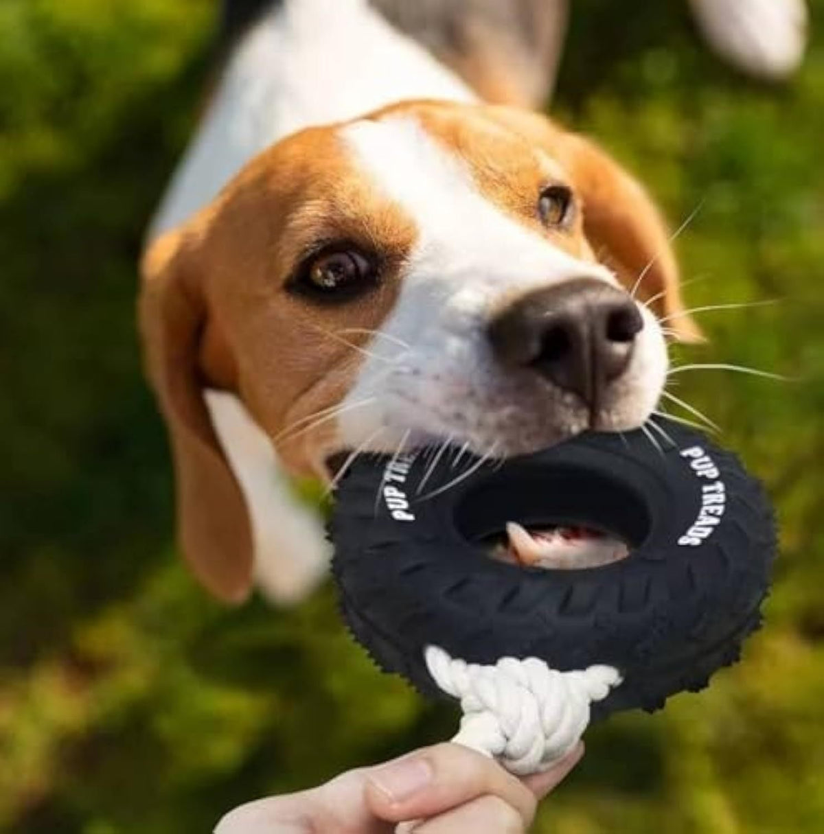 Tire Toy for Dog - Shopuz